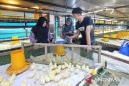 DPKH Kaltim bina peternak lokal pastikan bibit unggas sehat dan teruji