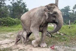 Menhut umumkan bayi gajah lahir di TN Tesso Nilo diberi nama "Ganesha"