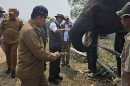 Gubernur Jambi dampingi Menhut tinjau konservasi gajah di Tebo