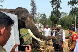 Kemenhut perkuat perlindungan koridor gajah Sumatera di lanskap Bukit Tigapuluh