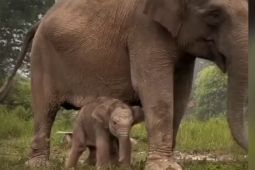 Menhut umumkan bayi gajah lahir di TN Tesso Nilo diberi nama "Ganesha"