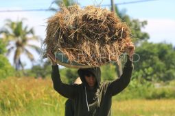 Harga beli gabah di Aceh Jaya masih di atas HPP