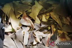BKHIT Maluku awasi pengiriman 103,65 kg sirip hiu ke Manado