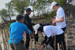 Unicharm Indonesia tanam 1.000 bibit mangrove di Pantai Jaya Bahari