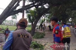 DLH Cianjur melakukan pemangkasan dan pemeliharaan pohon rawan tumbang