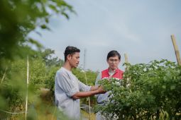 Kelompok Tani Pertamina EP Rantau panen cabai bersama wakil Bupati Aceh Tamiang