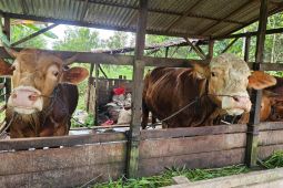 PLN Unit bantu peternakan sapi BUMDes Sejiram naik kelas