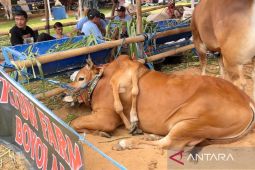 Sapi berkaki enam raih juara kontes Piala Presiden di Bogor