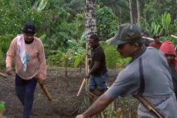 Musik Wela-wela ekspresi budaya tradisional gotong Royong masyarakat agraris dari Sahu