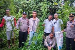 Tanam pohon ganja, seorang petani di Simalungun diamankan polisi