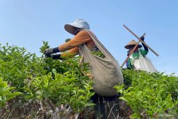 Fasilitasi perjumpaan bisnis jaga asa petani teh Kemuning