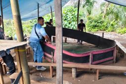 Polres Pasaman Barat tertibkan gelanggang judi sabung ayam