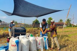 Bulog Lampung catat realisasi pengadaan capai 471.767 ton gabah