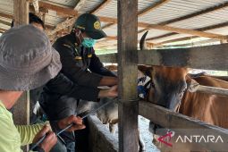 BKHIT Maluku pantau MTBC pada sapi di Kabupaten Maluku Tengah guna cegah penyakit ternak