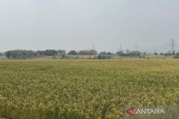 Bulog Cirebon melanjutkan penyerapan gabah petani hingga akhir 2026