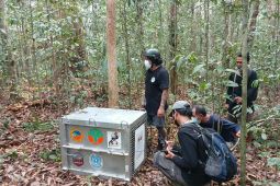 8 orang utan korban karhutla kembali ke hutan lindung