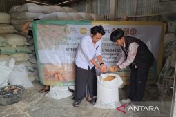 Penyaluran jagung SPHP Bulog Magelang dekati 100 persen
