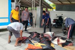 Polisi tetapkan dua pengangkut Ikan Pari Mobula di Jembrana sebagai tersangka