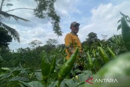 Diskatan Kuningan mendampingi petani tingkatkan produksi cabai