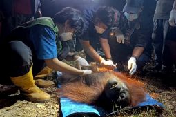 Seekor orangutan berhasil diselamatkan dari area karhutla