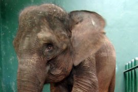 Aksi prihatin atas ancaman kepunahan gajah warnai Hari Satwa Sedunia