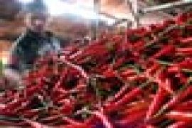 Harga cabai merah di Mataram turun