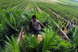 Pemkab dan Agrinas optimalkan pengelolaan lahan di Lamandau