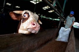 Pemotongan ternak di RPH Pekanbaru meningkat tiga kali lipat