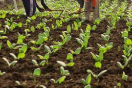 Jelang musim tanam, petani tembakau Probolinggo semai bibit