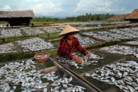 Produksi perikanan tangkap Pessel mampu jamin ekonomi nelayan
