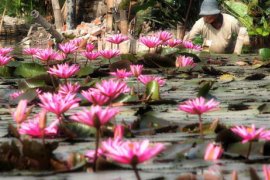 Rekomendasi tanaman hias yang hidup tanpa tanpa tanah