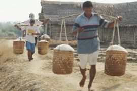 RI govt to  develop salt-making industry