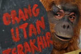 Seventy pct of primates in Indonesia on brink of extinction