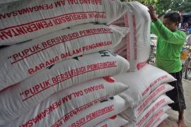 Pusri guarantees sufficient supply of subsidized fertilizer in Bengkulu