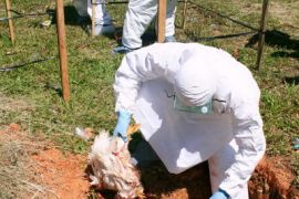Japanese PM urges hard efforts to fight bird flu