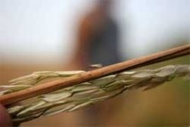 DPRD Waspada Serangan Hama Wereng Coklat