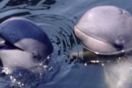 Pesut Teluk Balikpapan