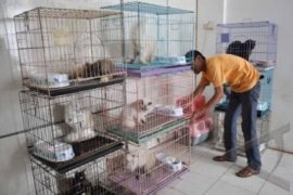 USAHA PENITIPAN HEWAN Page 1 Small