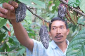 Petani perlu cermati gejala busuk buah pada kakao