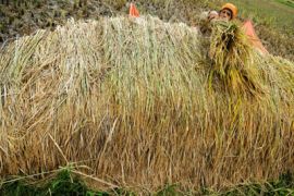 Filipina setujui penggunaan komersial beras rekayasa genetika