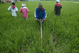 VP : RI must safeguard food needs