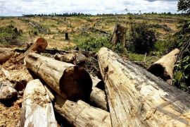 Some 7.27 million hectares of forests in C Kalimantan damaged