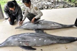 LUMBA-LUMBA TERDAMPAR