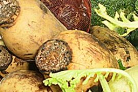 Harga Sayur-Mayur Asal Bintan Turun 50 Persen