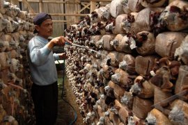 Mengenal black mold: Penyebab dan dampaknya untuk kesehatan di rumah