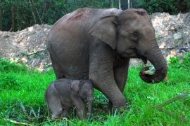 Wild elephants block housing complex in Riau