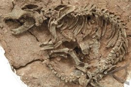 110-million-year-old dinosaur skeleton discovered in South Tunisia