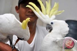 Kerinci Seblat potential world birdwatching destination: observer
