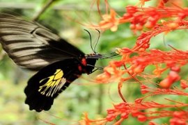 PENANGKARAN KUPU-KUPU