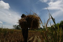 2016, Limapuluh Kota Targetkan Produksi Padi 238.543 Ton